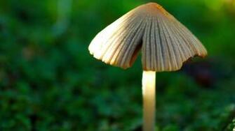 Forest Mushroom Plants Wallpaper HD 1080p