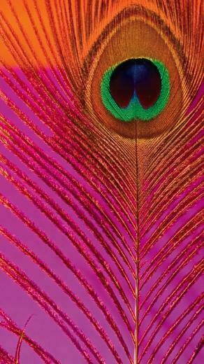 Pink Orange Peacock iPhone Wallpaper Color Glitter Sparkle