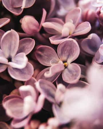 Purple And White Flower In Macro Shot Photo Image On