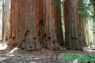 The House At Sequoia National Park Desktop Wallpaper