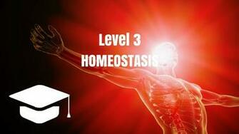 Level Course Amn Academy