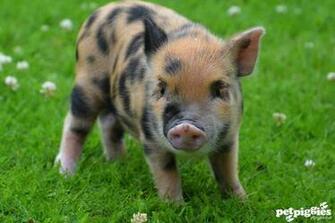 Teacup Pig Wallpaper Cute Miniature Pictures