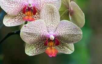 Orchids Flower Wallpaper HD