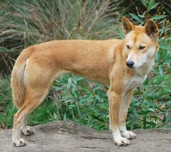 Dingo Pictures Driverlayer Search Engine