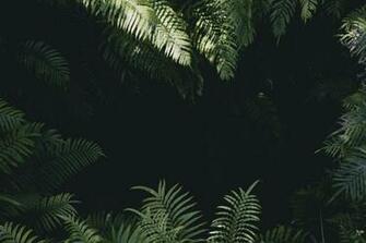 Jungle Background Image HD Background