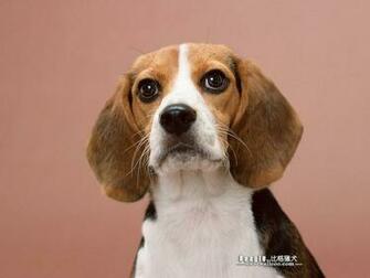 My Dogs Beagle Wallpaper Dog Desktop