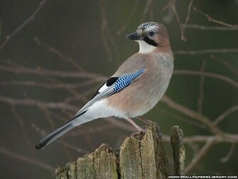 Wallpaper Gallery Bird
