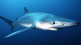 Blue Sharks Wallpaper For iPhone Shark