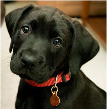 Cute Labrador Retriever Puppies Pictures And Image