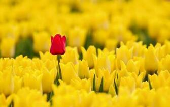 Spring Red Yellow Tulips HD Wallpaper Wallsup