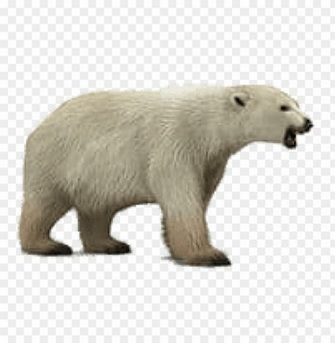Roaring Polar Bear Png Image Background Toppng