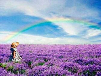 Lavender Fields Wallpaper Rainbow Over