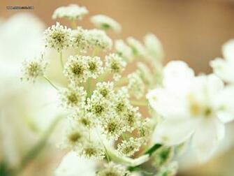 Wedding Favors Wallpaper No Desktop Wallcoo