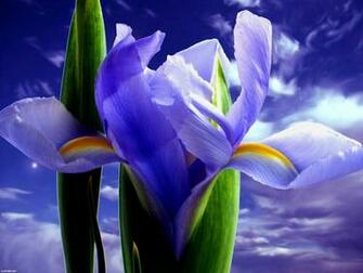 Blue Iris Wallpaper Photo Desktop HD