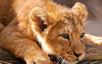 Lions Colourful Amazing Wildlife Animals Baby Wallpaper