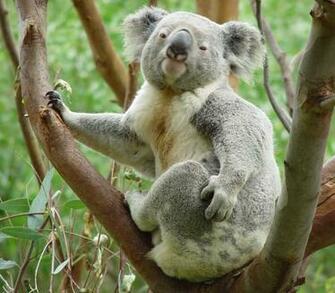HD Wallpaper Cute Large Koala Bear In Tree