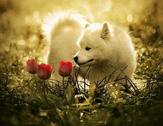 Cute Baby White Wolf HD Wallpaper StylishHDwallpaper
