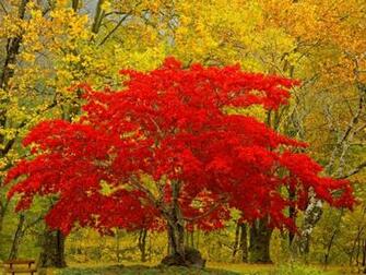 Only Nature Beautiful Tree Wallpaper