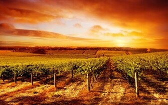 Vineyard Wallpaper High Resolution