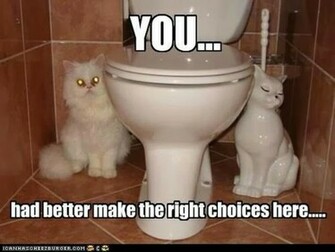 Funny Cats With Words Mobile Wallpaper