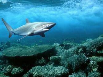 Cool Shark Wallpaper