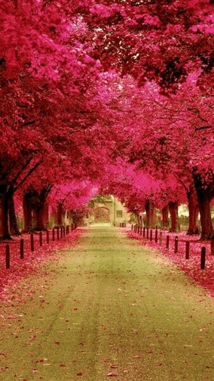 Free download Download Pink Trees Live Wallpaper for Android by ...