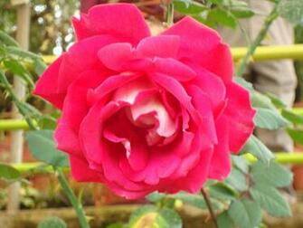 Description Big Red Rose Jpg
