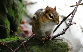 Chipmunk Wallpaper Animal