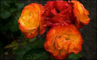 Orange Roses Wallpaper HD Desktopinhq