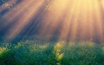 Sunlit Wildflowers Wallpaper
