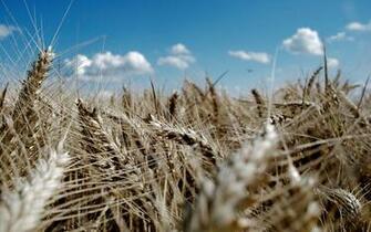 Nature Crops Wallpaper