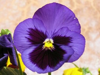 Pansy Flower Wallpaper Full Desktop Background
