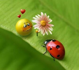Ladybug Screensaver