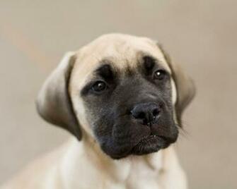 English Mastiff Desktop Wallpaper