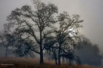 Pin Trees And Fog Wallpaper