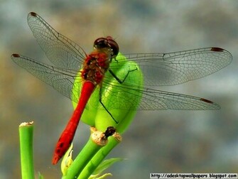 Dragonfly Animal Desktop Wallpaper Pc