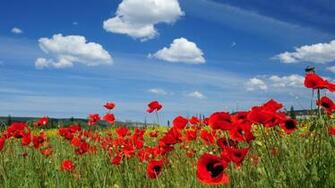 Flowers For Flower Lovers Background Desktop Wallpaper