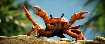 Crab Rave Know Your Meme