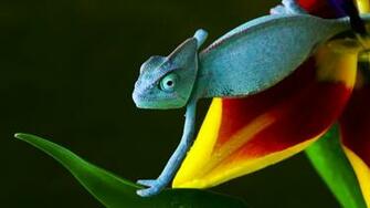 Reptile Baby Wallpaper Reptiles
