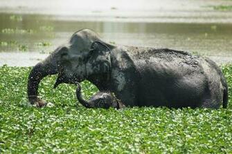 Wallpaper Elephants Elephant Water Joy Nature