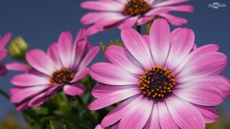 Pink Spring Flowers HD Wallpaper006