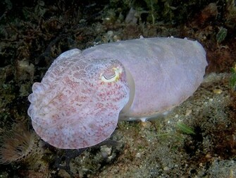 Cuttlefish Pictures Wallpaper Of