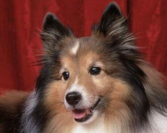 Sheltie Wallpaper