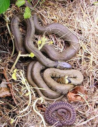 Grass Snake Wallpaper High Quality