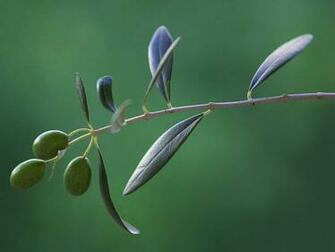 Olives Nature Wallpaper For Desktop