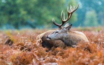 Deer Desktop Wallpaper HD