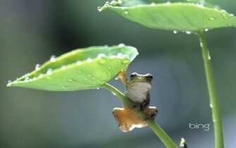 304261d1316044813 Some Funny Frog Pictures Wallpaper Jpg