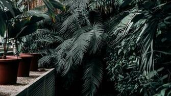 Wallpaper Greenhouse Plants Green