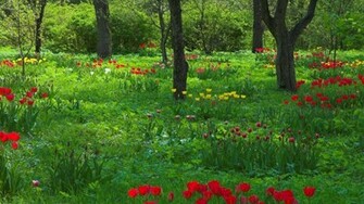 Pin Early Spring Desktop Wallpaper