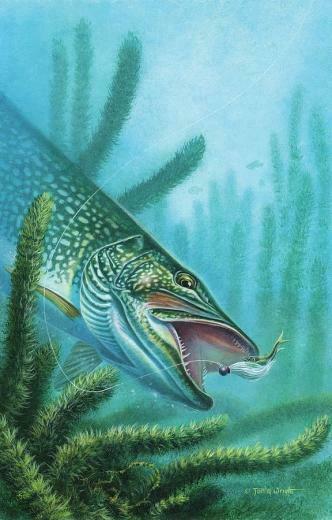 Pike Musky Fish Drawings Illustration